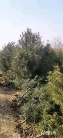 高度40厘米龙柏