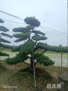 移栽苗造型罗汉松