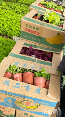 高度25厘米彩叶草