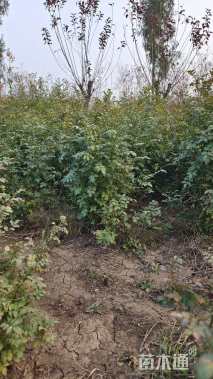 高度60厘米黄刺玫