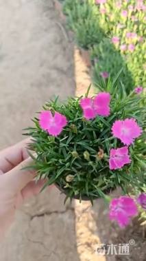 高度20厘米欧石竹