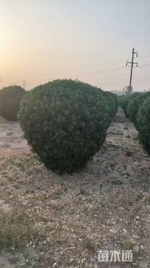 冠幅222厘米大叶黄杨球