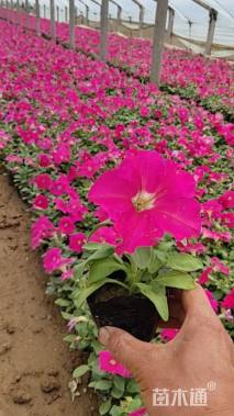 高度20厘米矮牵牛