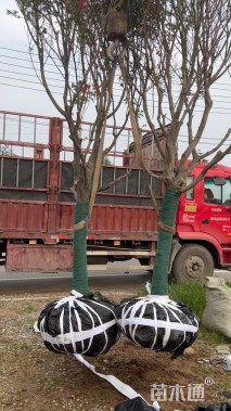 12公分中国红枫