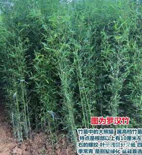 地栽苗罗汉竹