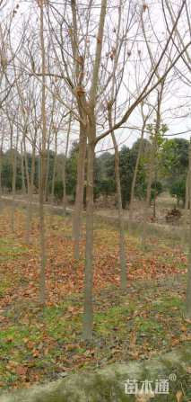 10公分重阳木