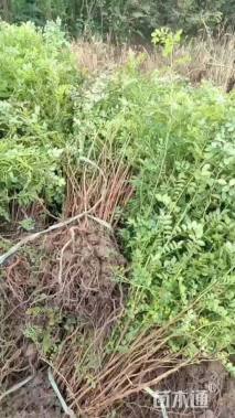 高度50厘米黄刺玫