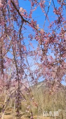 10公分垂枝樱花