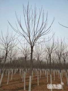 10公分金叶白蜡