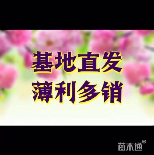 高度25厘米水竹芋