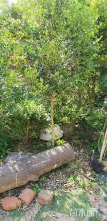 高度150厘米瓜子黄杨