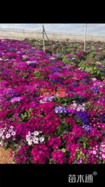 高度24厘米瓜叶菊