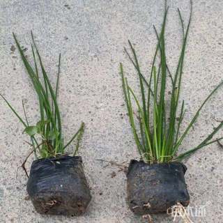 高度20厘米红花葱兰