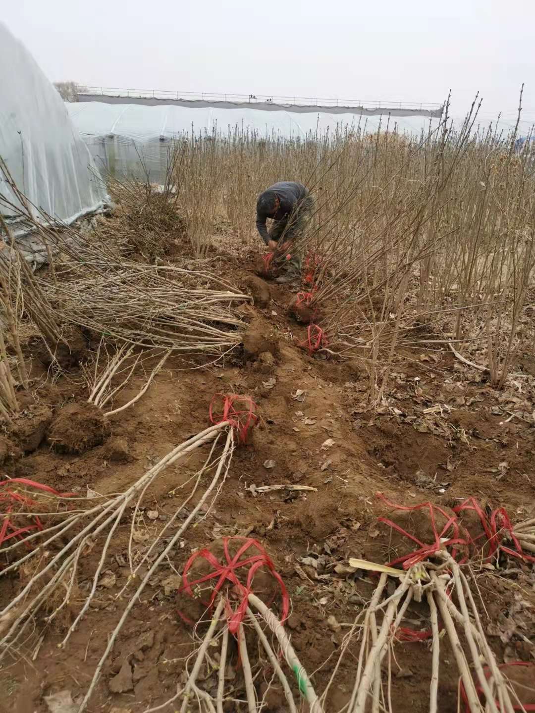 高度40厘米紫丁香小苗