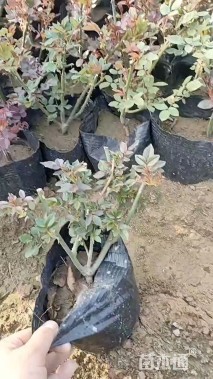 高度40厘米品种月季