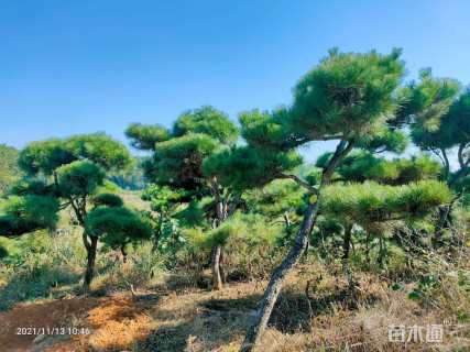 15公分造型黑松