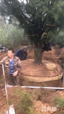 高度900厘米白皮松