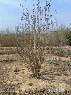 高度120厘米丛生木槿