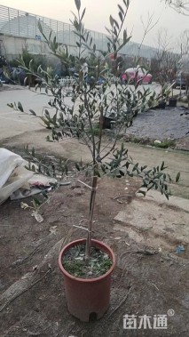 1公分油橄榄