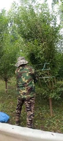 11公分山桃