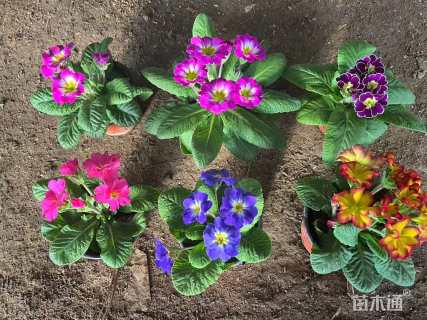 高度14厘米精品报春花