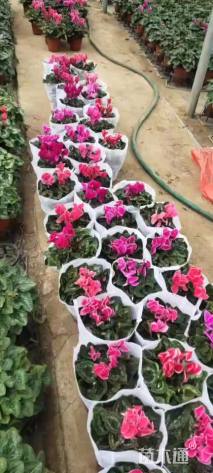 高度25厘米仙客来