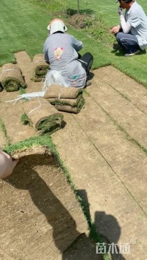 草卷状马尼拉草