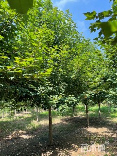 10公分美国红枫-红冠