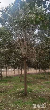 16公分大叶女贞