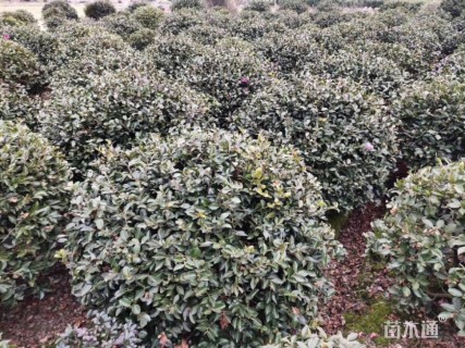 冠幅120厘米茶梅球