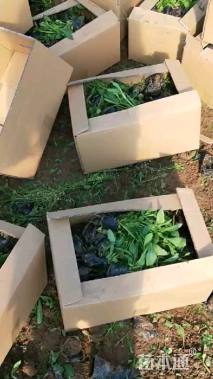高度30厘米马鞭草