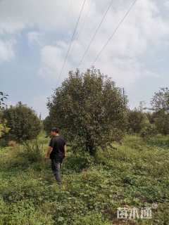 10公分绚丽海棠