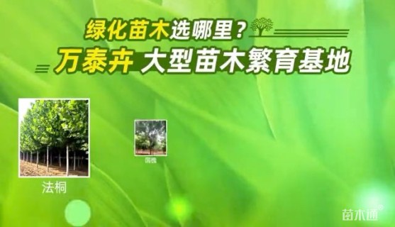 8公分榆树