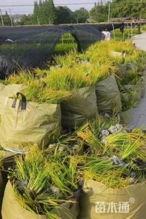 高度30厘米石菖蒲