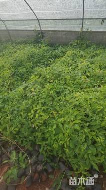 30厘米炮仗花