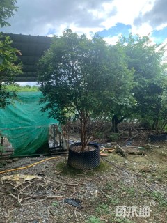 高度250厘米嘉宝果