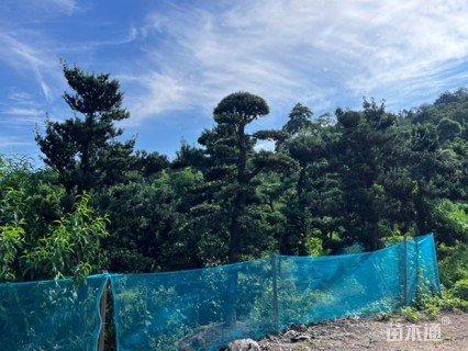 移栽苗造型罗汉松