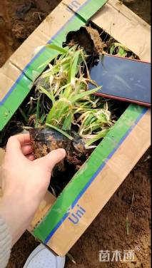 高度20厘米射干