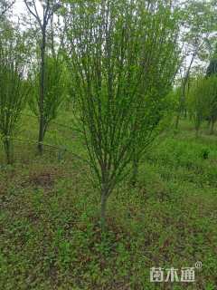 高度250厘米木槿