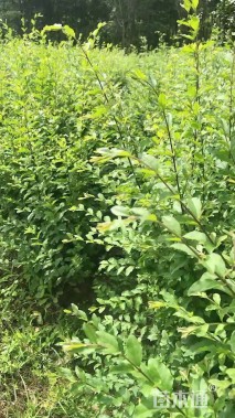 高度40厘米小叶女贞小苗