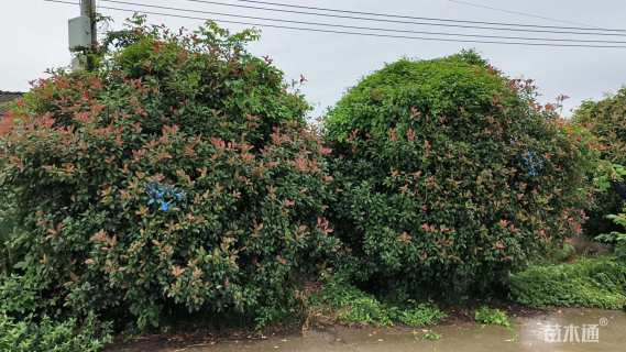 8公分红叶石楠
