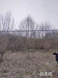 18公分二乔玉兰