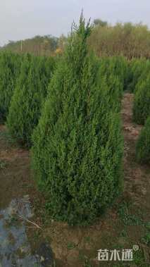 高度200厘米塔柏