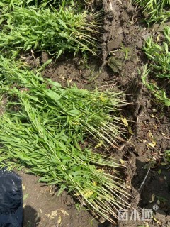 高度30厘米千屈菜