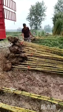 地栽苗金镶玉竹