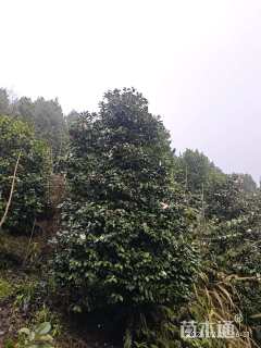 高度300厘米茶花