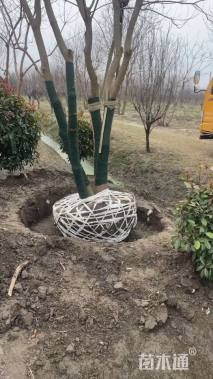 50公分(5杆)丛生乌桕