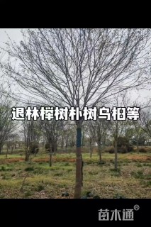 20公分朴树