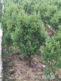 高度100厘米瓜子黄杨