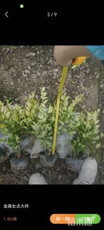 高度30厘米金森女贞